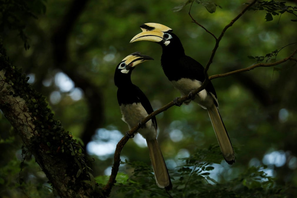 Cặp chim mỏ sừng đầu trên cây gần một khu rừng ở Singapore. (Nguồn Guardian)