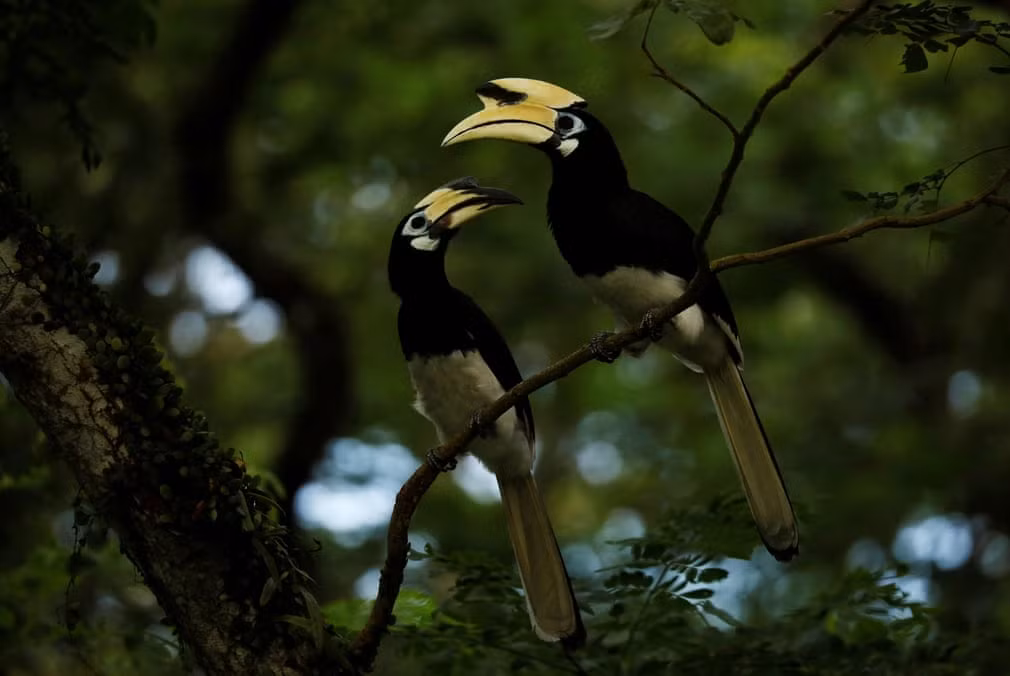 Cặp chim mỏ sừng đầu trên cây gần một khu rừng ở Singapore. (Nguồn Guardian)