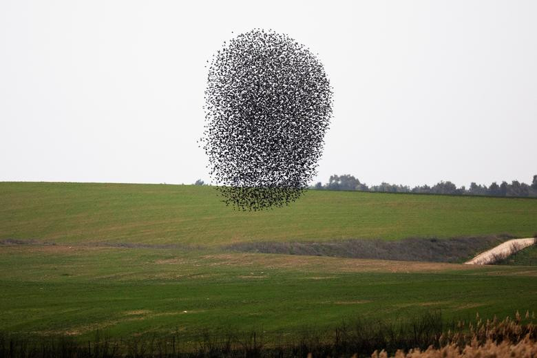 Đàn chim sáo đá bay trên cánh đồng gần thành phố Kiryat Gat, miền nam Israel. (Nguồn Guardian)