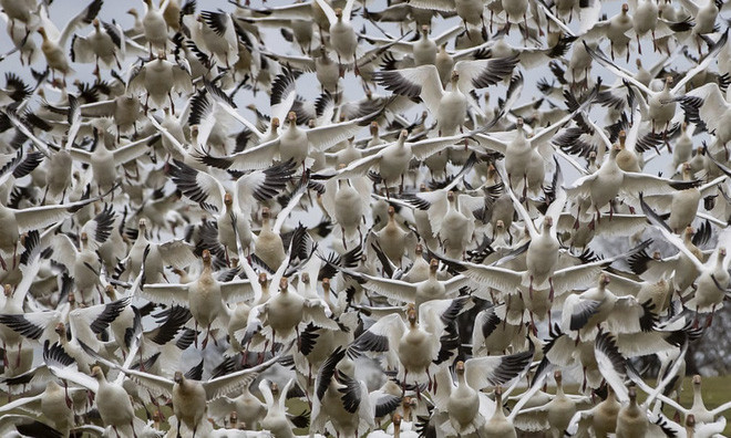 Đàn ngỗng tuyết bay lên trên không từ công viên Garry Point ở bang California, Mỹ. (Nguồn Guardian)