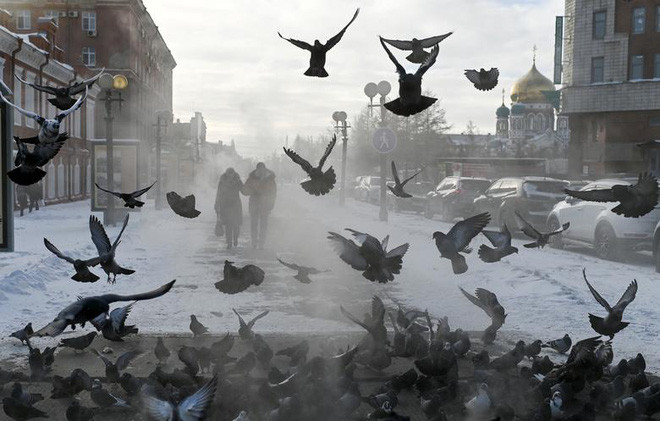 Cặp đôi đi về phía đàn chim bồ câu đang sưởi ấm trên ông dẫn nước nóng ở thành phố Omsk, Nga. (Nguồn Guardian)