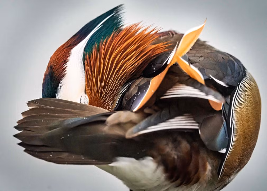 Vịt uyên ương nghỉ trên bờ hồ ở thành phố Frankfurt, Đức. (Nguồn Guardian)