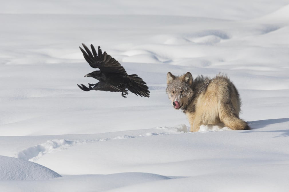 Sói xám và quạ kiếm ăn trên tuyết trong vườn quốc gia Yellowstone, Mỹ. (Nguồn Guardian)