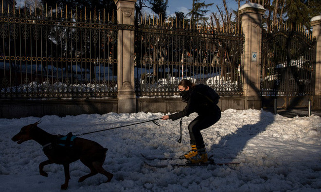 Chú chó kéo người phụ nữ trượt tuyết trên đường phố ở Madrid, Tây Ban Nha. (Nguồn Guardian)