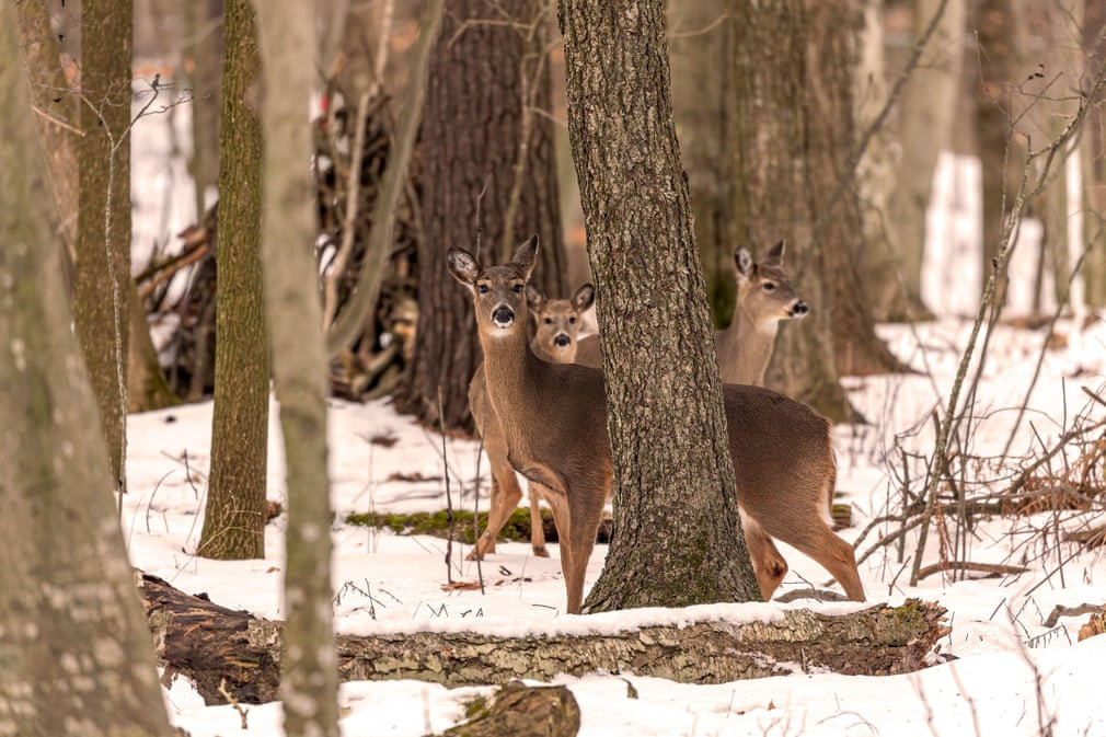 Đàn hươu đuôi trắng đi trong rừng tuyết ở bang Wisconsin, Mỹ. (Nguồn Guardian)