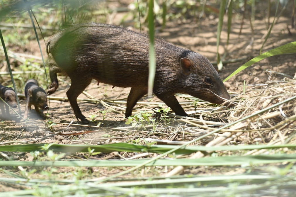Đàn lợn lùn con cùng mẹ đi kiếm ăn trong khu bảo tồn Manas ở Ấn Độ. (Nguồn Guardian)