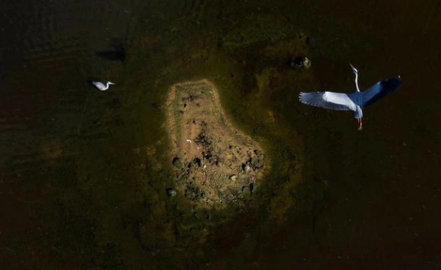Chim sếu bay trên hồ nước gần thành phố Ashkelon, Israel. (Nguồn Guardian)