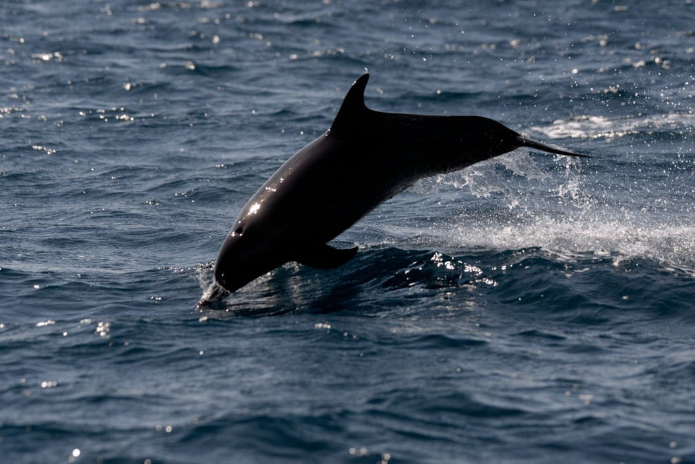 Cá heo lao lên khỏi mặt nước tại Thái Bình Dương ở ngoài khơi thành phố Monterrico, Guatemala. (Nguồn Guardian)