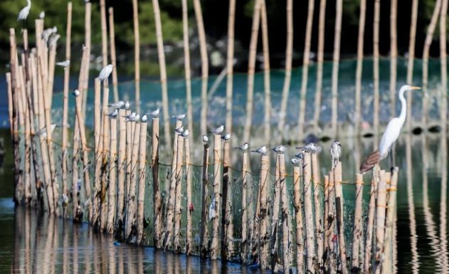 Chim di cư đậu trên những chiếc cọc tre trong khu bảo tồn ngập nước Las Piñas-Parañaque ở vùng Las Piñas, Philippines. (Nguồn Guardian)