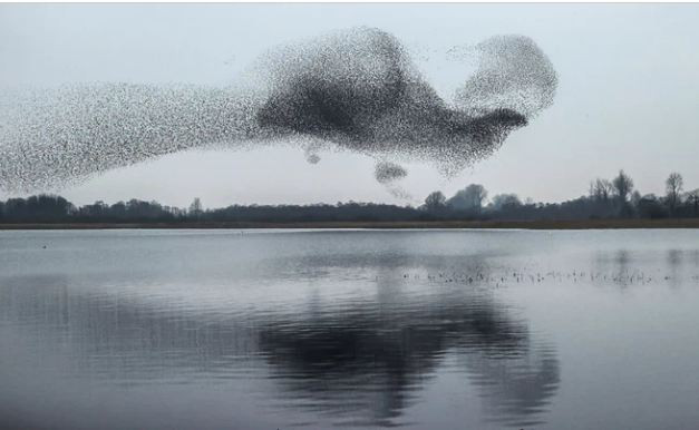 Chim sáo đá bay trên hồ nước ở vùng Lough Ennell, Ireland. (Nguồn Guardian)
