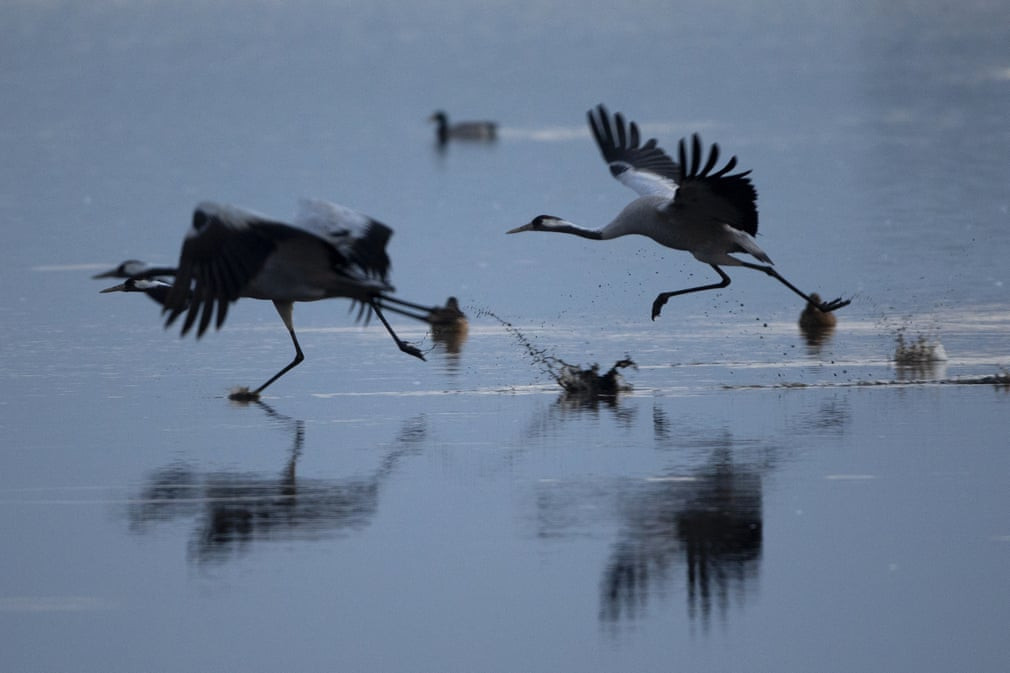 Chim sếu di cư in bóng trên mặt hồ Hula ở Galilee, Israel. (Nguồn Guardian)
