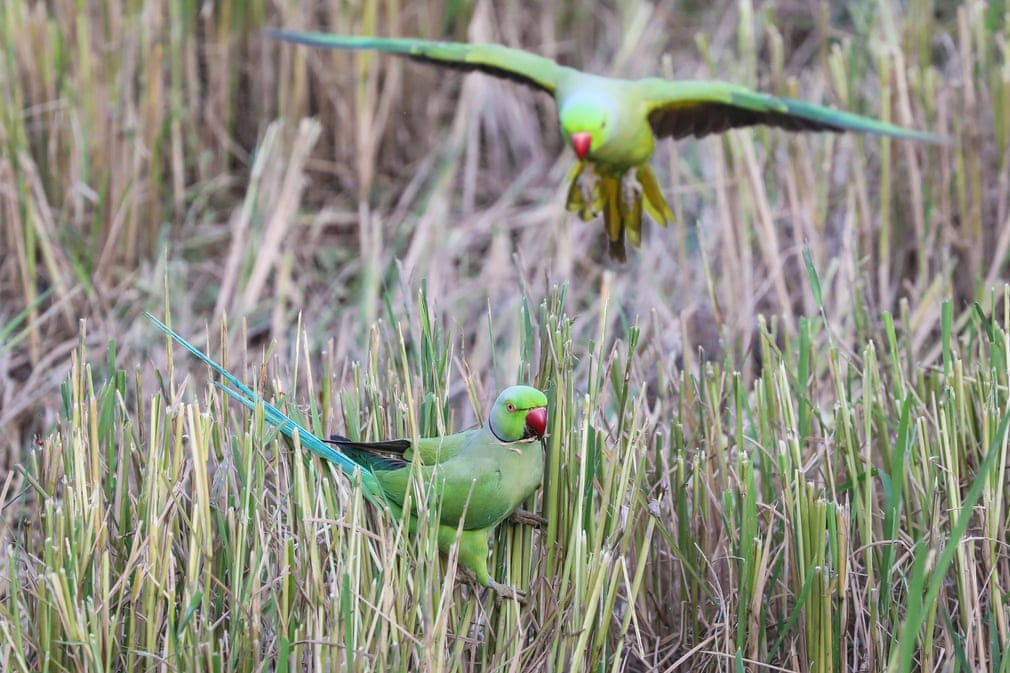 Cặp vẹt đuôi dài kiếm ăn trên cánh đồng lúa ở ngoại ô thành phố Colombo, Sri Lanka. (Nguồn Guardian)