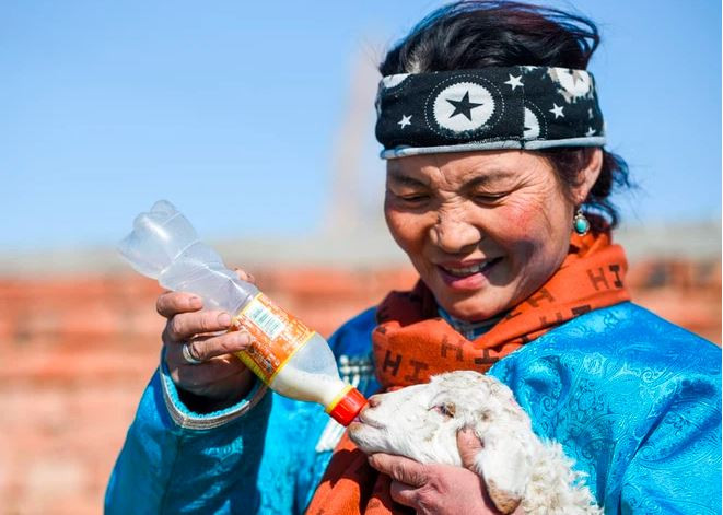 Người chăn cừu cho cừu con uống sữa tại Nội Mông, Trung Quốc. (Nguồn Guardian)