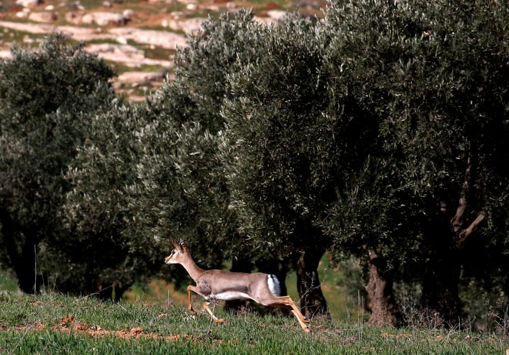 Hươu chạy qua cánh đồng cây ô liu ở thị trấn Hebron, Bờ Tây. (Nguồn Guardian)