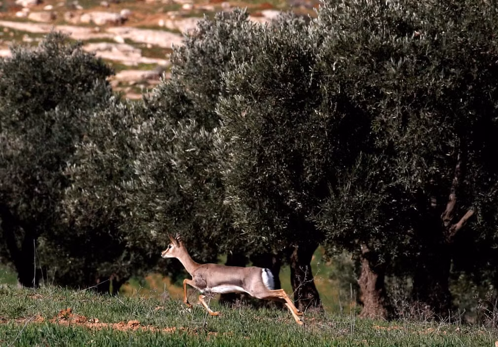 Hươu chạy qua cánh đồng cây ô liu ở thị trấn Hebron, Bờ Tây. (Nguồn Guardian)