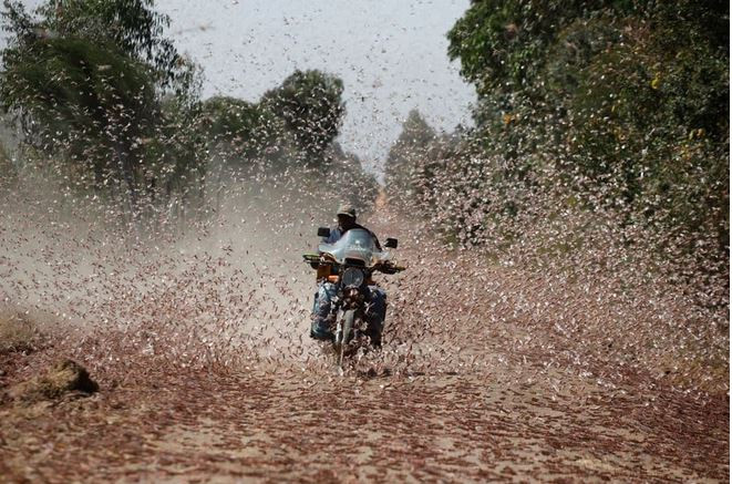 Người đàn ông điều khiển mô tô qua đàn châu chấu ở Rumuruti, Kenya. (Nguồn Guardian)