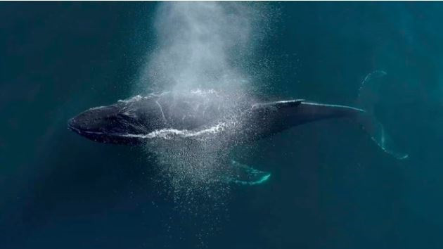 Cá voi lưng gù khổng lồ ngoi lên mặt nước để thở tại thành phố Newport Beach, bang California, Mỹ. (Nguồn Guardian)