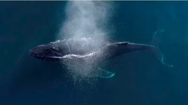 Cá voi lưng gù khổng lồ ngoi lên mặt nước để thở tại thành phố Newport Beach, bang California, Mỹ. (Nguồn Guardian)