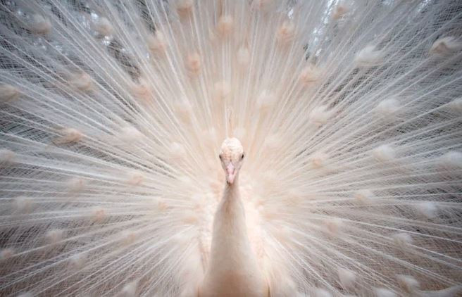 Chim công trắng trong vườn thú ở thành phố Castellar de la Frontera, Tây Ban Nha. (Nguồn Guardian)
