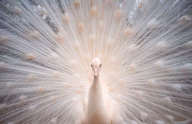 Chim công trắng trong vườn thú ở thành phố Castellar de la Frontera, Tây Ban Nha. (Nguồn Guardian)