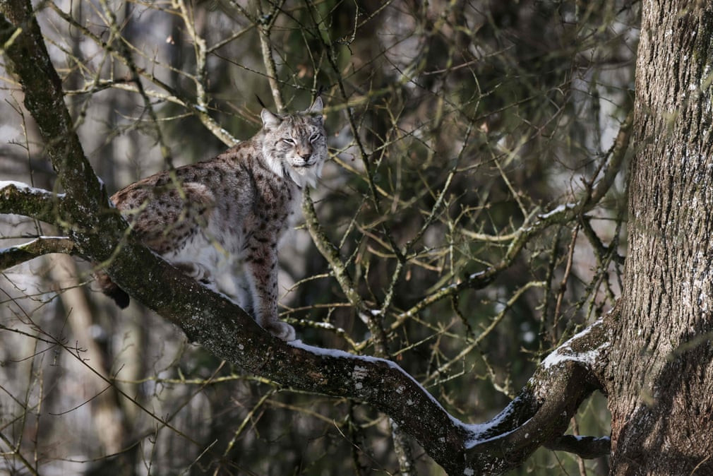 Linh miêu ngồi trên cành cây trong công viên động vật hoang dã ở Domaine des Grottes de Han ở Han-sur-Lesse, Bỉ. (Nguồn Guardian)