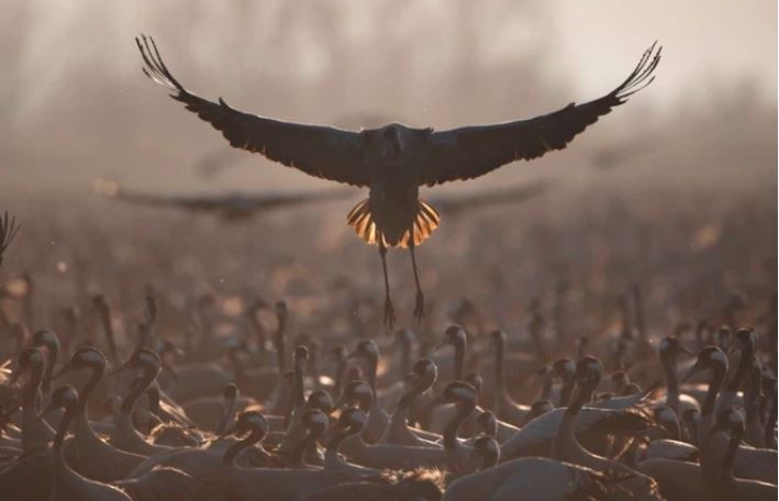 Chim sếu di cư tập trung tại khu vực bảo tồn hồ Hula ở Galilee, Bắc Israel. (Nguồn Guardian)