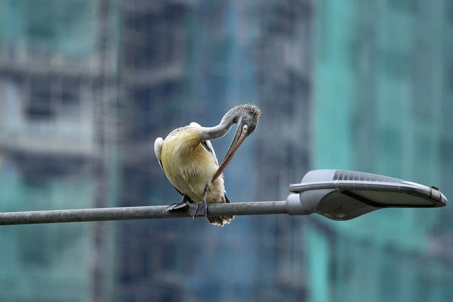 Chim bồ nông đậu trên cột đèn đường ở thành phố Colombo, Sri Lanka. (Nguồn Guardian)
