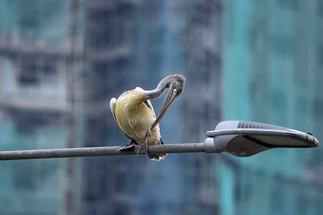 Chim bồ nông đậu trên cột đèn đường ở thành phố Colombo, Sri Lanka. (Nguồn Guardian)