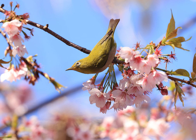 Chim đậu trên cành hoa anh đào trong công viên Ueno ở thành phố Tokyo, Nhật Bản. (Nguồn Guardian)