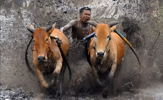 Lễ hội đua bò truyền thống Pacu Jawi được tổ chức ở tỉnh Sumatra, Indonesia. (Nguồn Guardian)
