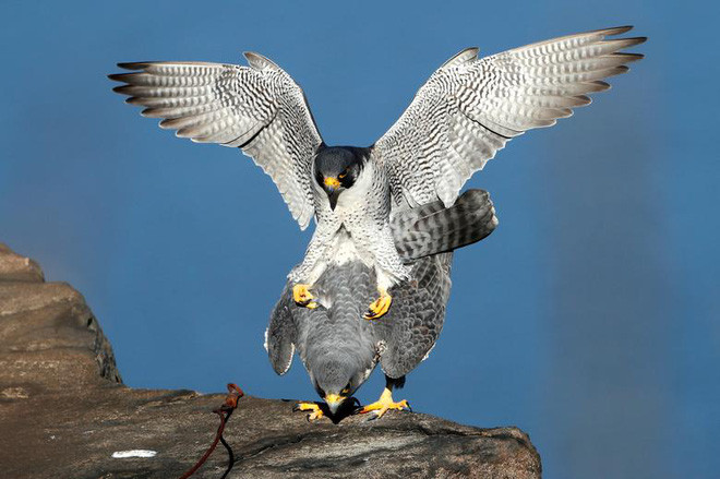 Cặp chim cắt lớn giao phối trên vách đá ở Alpine, bang New Jersey, Mỹ. (Nguồn Guardian)
