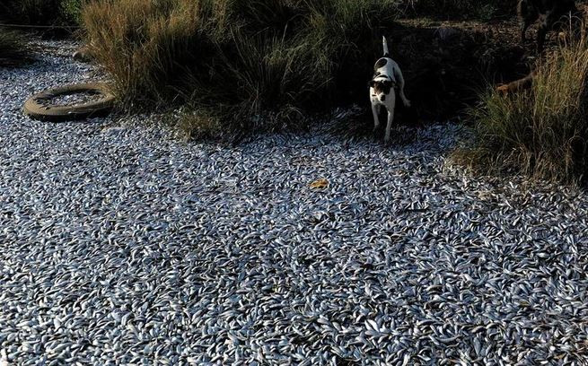 Chó đứng cạnh hàng nghìn con cá chết do thiếu ôxy dạt vào bờ sông ở thành phố Laraquete, Chile. (Nguồn Guardian)