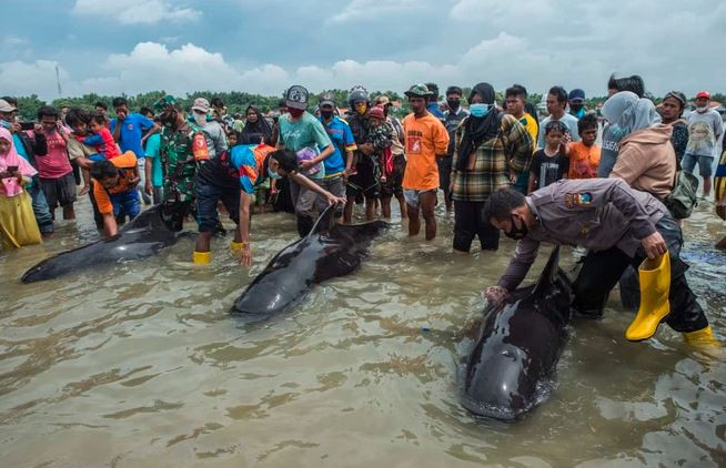 Mọi người cố gắng giải cứu cá voi mắc cạn hàng loạt trên đảo Madura, Indonesia. (Nguồn Guardian)