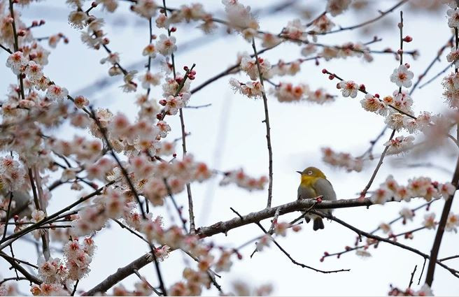 Chim nghỉ ngơi trên cây mận nở rộ hoa ở thành phố Cá Cựu, tỉnh Vân Nam, Trung Quốc. (Nguồn Guardian)