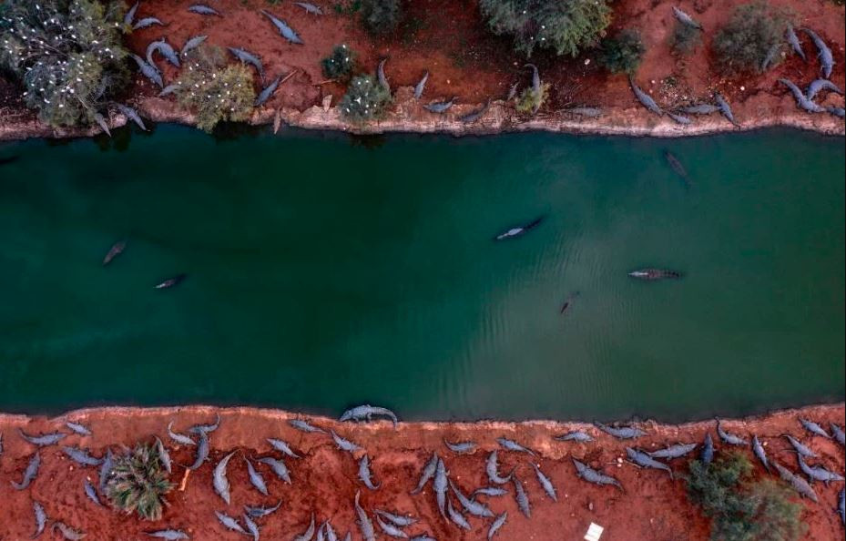 Đàn cá sấu nằm nghỉ ngơi trong một trang trại tại Thung lũng Jordan ở Bờ Tây. (Nguồn Guardian)