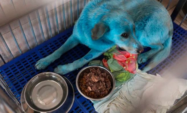 Chú chó với lông màu xanh được chăm sóc tại một bệnh viện thú y ở thành phố Nizhny Novgorod, Nga. (Nguồn Guardian)