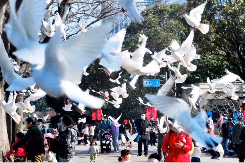 Người dân tận hưởng nắng đẹp cùng chim bồ câu tại quảng trường Nhân dân ở thành phố Thượng Hải, Trung Quốc. (Nguồn Guardian)