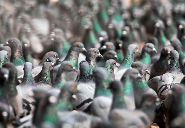 Đàn chim bồ câu nghỉ ngơi tại bảo tháp Boudhanath ở thành phố Kathmandu, Nepal. (Nguồn Guardian)