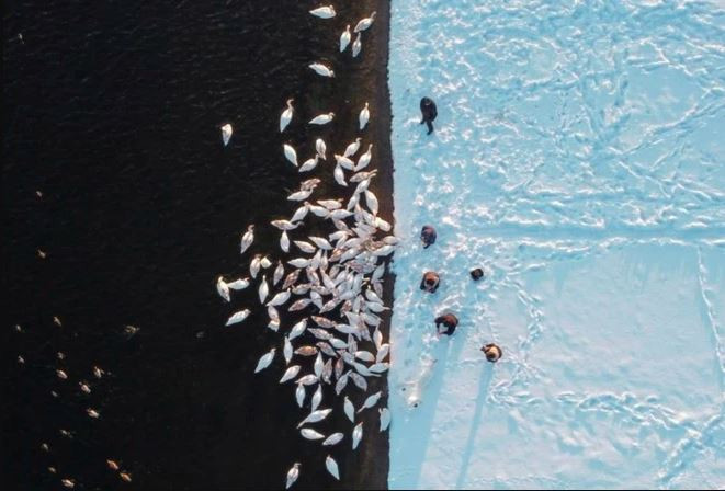 Mọi người cho thiên nga ăn trên bờ hồ của nhà máy điện hạt nhân Khmelnytskyi gần thị trấn Ostroh, Ukraine. (Nguồn Guardian)