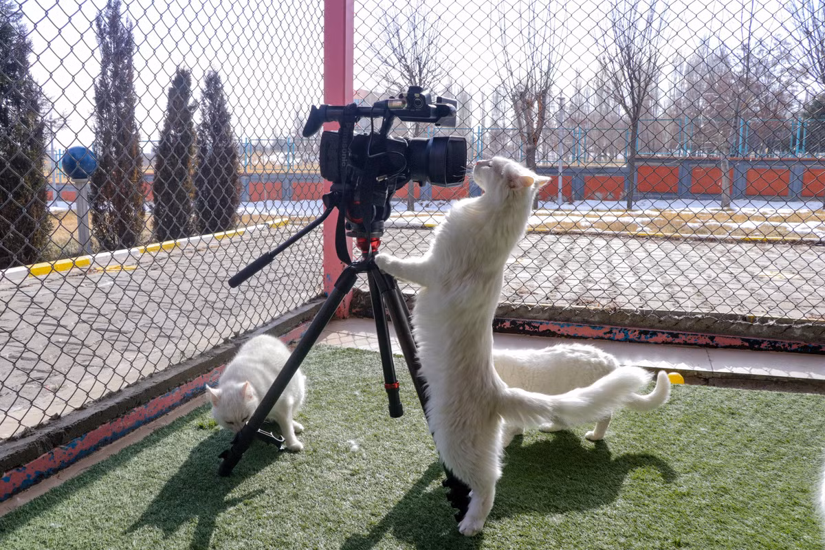Chú mèo trắng tò mò nhìn camera tại một trung tâm bảo vệ ở Van, Thổ Nhĩ Kỳ. (Nguồn Guardian)