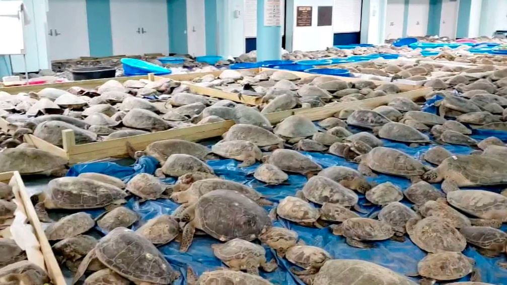 Rùa được sơ tán tới một trung tâm cứu hộ trên đảo Nam Padre do tình trạng rét bất thường ở bang Texas, Mỹ. (Nguồn Guardian)