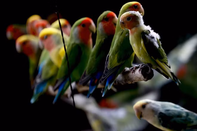 Những con chim két mẫu đơn nghỉ ngơi trong vườn thú ở thành phố Antalya, Thổ Nhĩ Kỳ. (Nguồn Guardian)