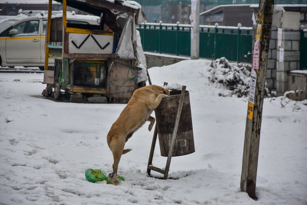 Chó tìm kiếm thức ăn trong thùng rác sau mưa tuyết ở Srinagar, Ấn Độ. (Nguồn Guardian)