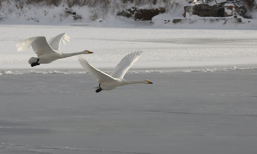 Cặp thiên nga bay trên mặt hồ đóng băng ở tỉnh Sơn Đông, Trung Quốc. (Nguồn Guardian)