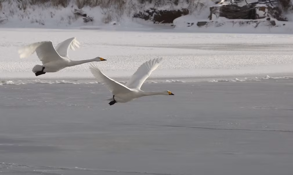 Cặp thiên nga bay trên mặt hồ đóng băng ở tỉnh Sơn Đông, Trung Quốc. (Nguồn Guardian)