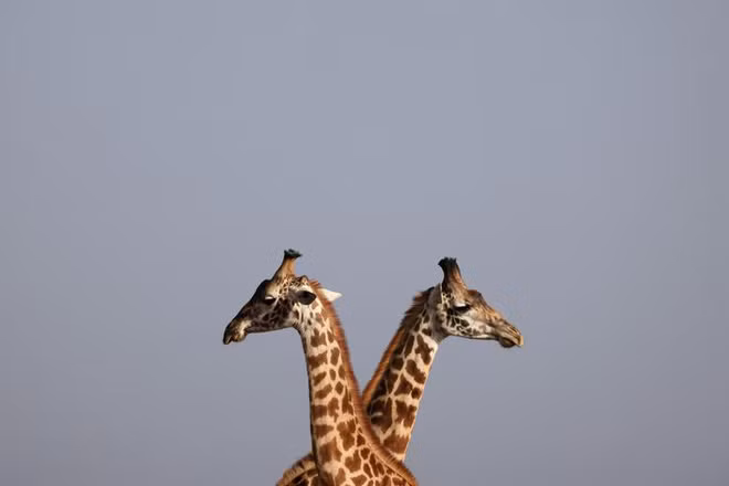 Cặp hươu cao cổ đứng cạnh nhau trong công viên động vật hoang dã Nairobi, Kenya. (Nguồn Guardian)