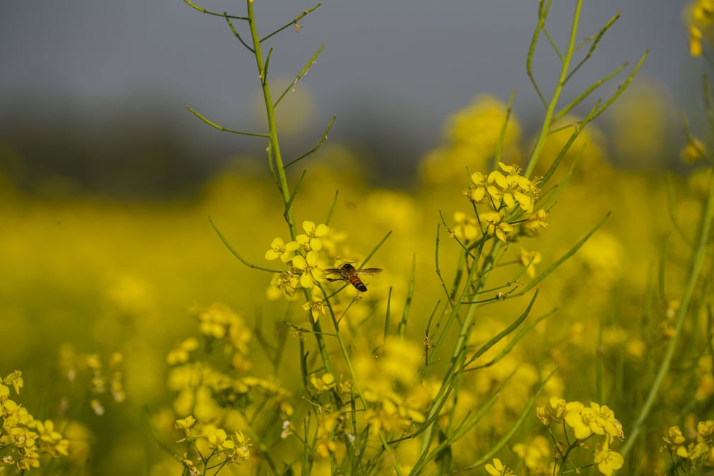 Ong mật lấy phấn hoa mù tạt trên cánh đồng ở ngoại ô thành phố Dhaka, Bangladesh. (Nguồn Guardian)