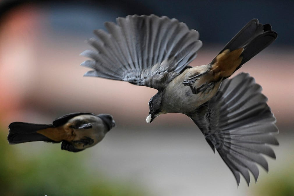 Chim mang theo thức ăn dưới trời mưa Caracas, Venezuela. (Nguồn Guardian)