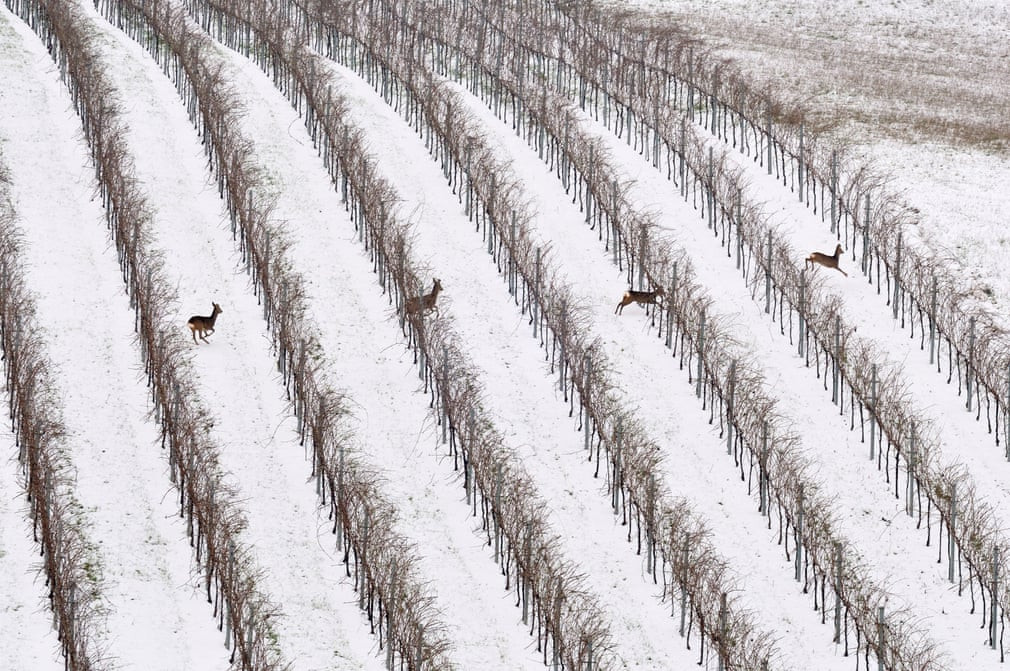 Đàn hươu đỏ chạy trên cánh đồng nho ở Piemonte, Italia. (Nguồn Guardian)