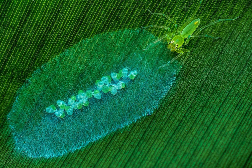 Nhện mẹ chăm sóc đàn con trên tổ của chúng trong một khu bảo tồn thiên nhiên ở tỉnh Quảng Đông, Trung Quốc. (Nguồn Guardian)